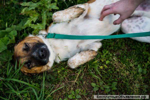 Молодой и веселый красавец Оливер ищет хозяина