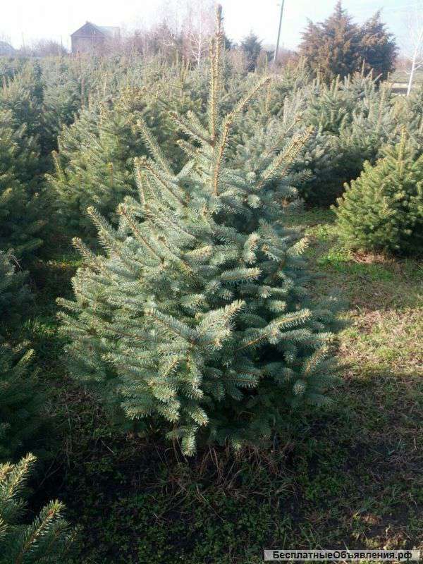 Елки туи можевельник кипарис