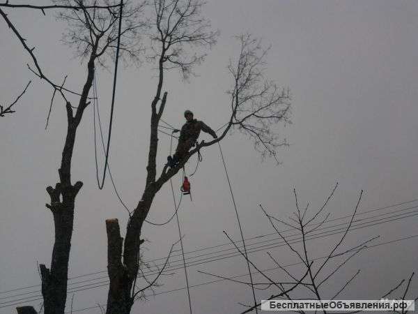 Спилим деревья по всей МО области