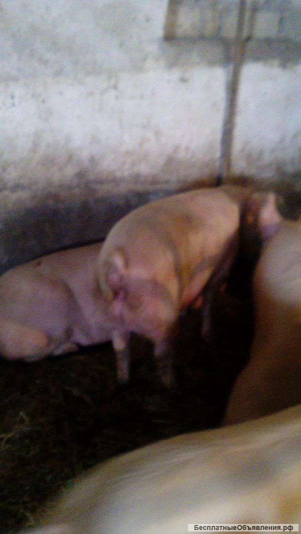 Свиноматок