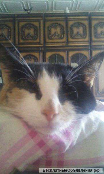 Трехцветная Кошечка