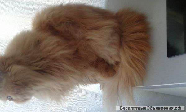 Шерсть рыжего кота