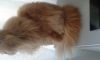 Шерсть рыжего кота