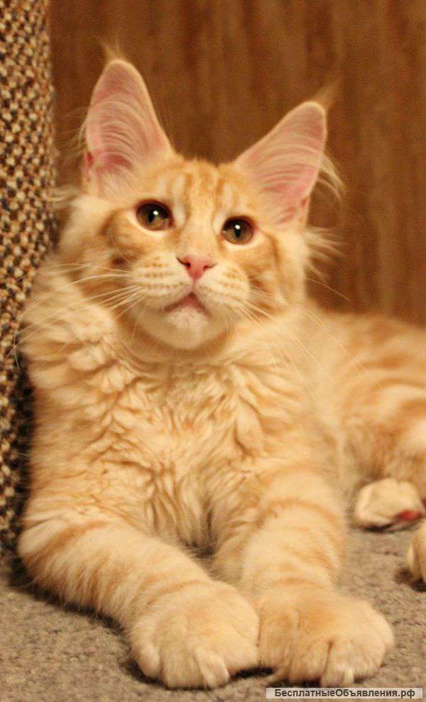 Мейн кун Гигант