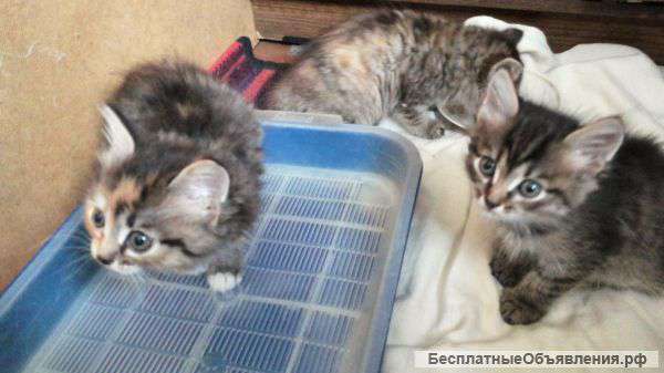 Котята мейн-куна полукровка