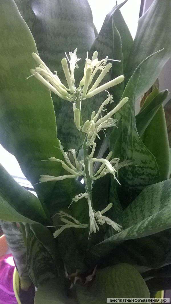 Сансиеверия(щучий хвост)