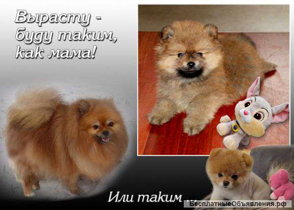 Озорной непоседа шпиц