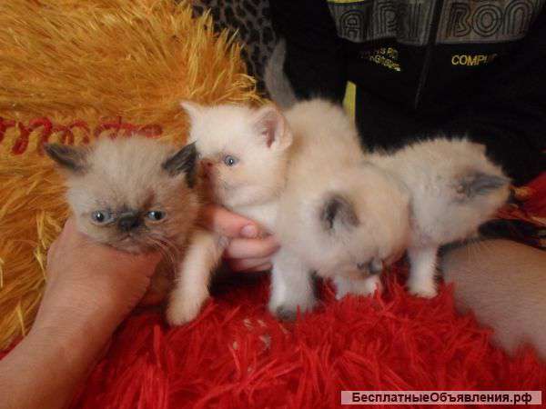 Порода не метящая территорию(экзот)