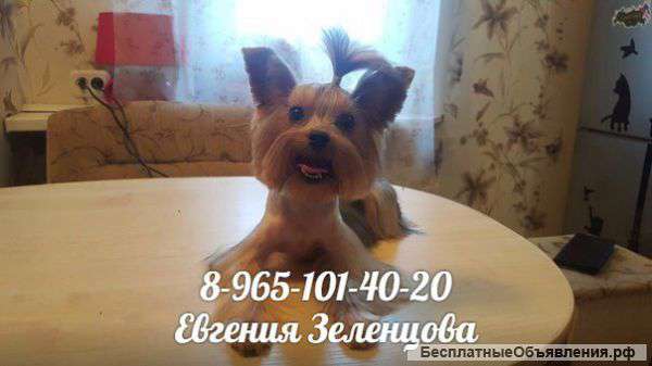 Стрижка/Груминг собак и кошек