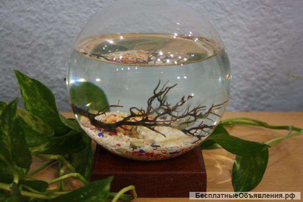 Аквамир. Мини аквариум-биосистема с живыми креветками