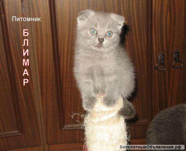 Вислоухие котята