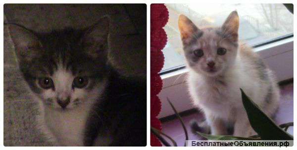 В дар-очень ласковые, домашние котята