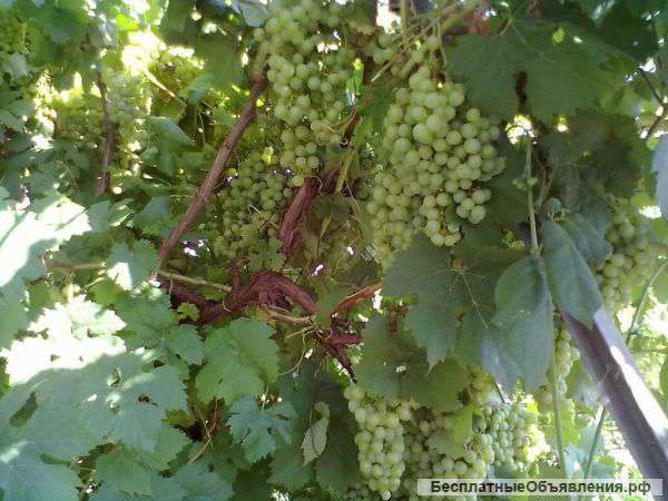 Дом с участком