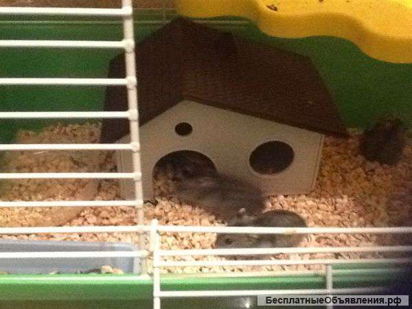 Отдам джунгарских хомячков