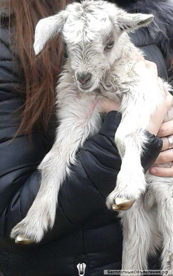 Козу,козлят