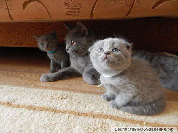 Британские котята