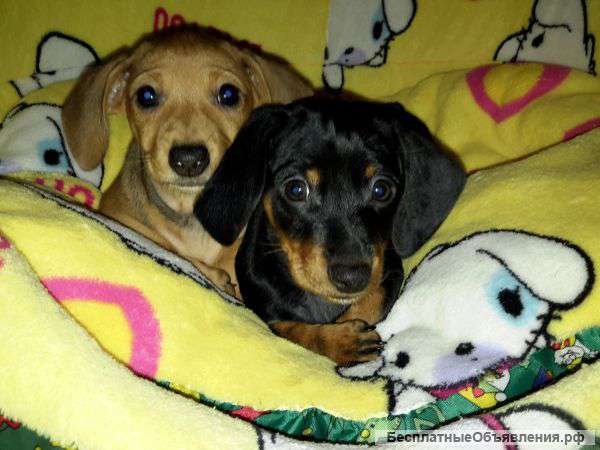 Красивые щенки таксята