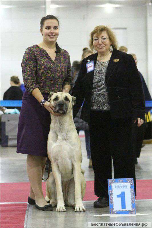 Щенки анатолийской овчарки