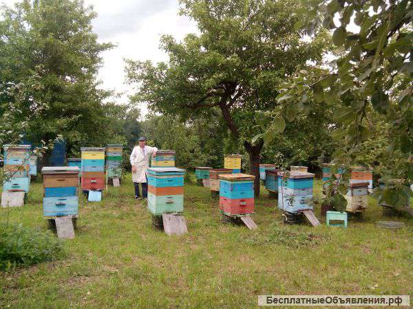 Пчел