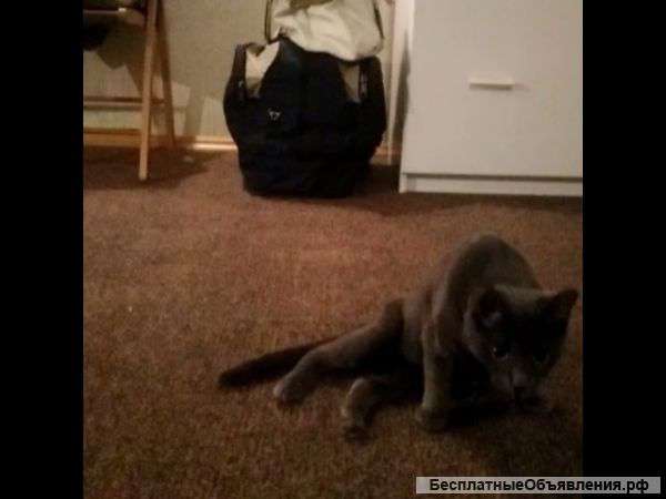 Очень нужен куратор Или передержка где могут ставить уколы