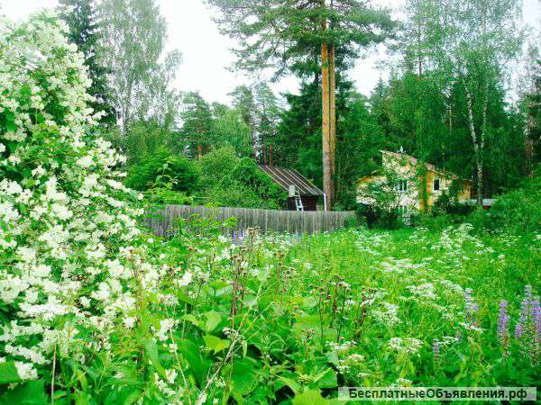 Участок у леса