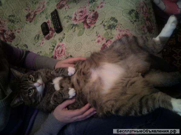 Отдам кота в хорошие руки
