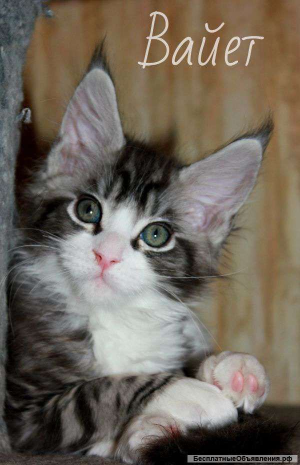 Красавец Мейн Кун