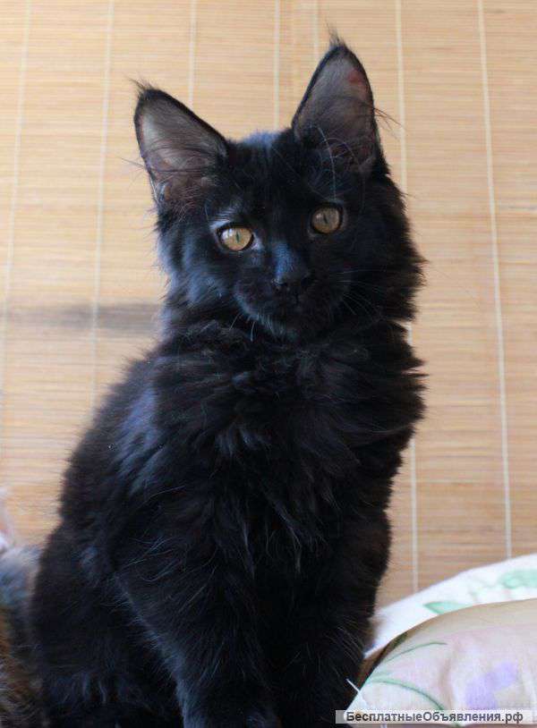 Кошечка Мейн кун