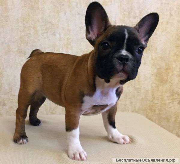 Французских Бульдогов