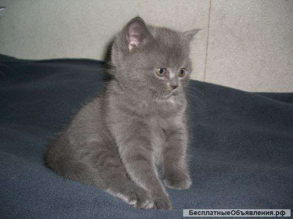 Шотландские котята