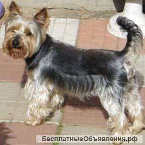 Отдам кабеля йоркшира