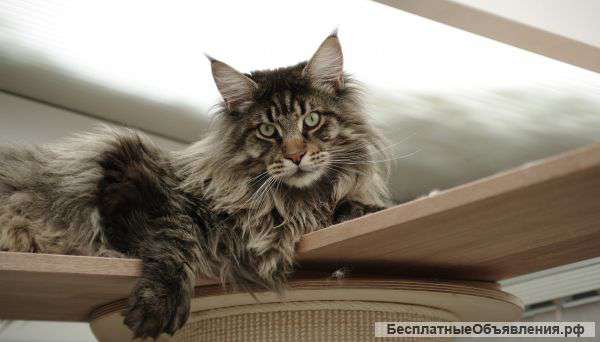 Отдам даром кота