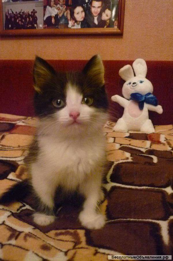 Отдам в добрые руки