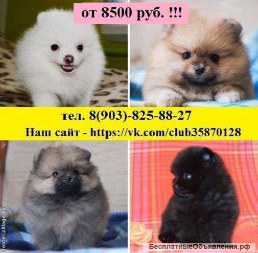 Прекрасных щеночков шпица