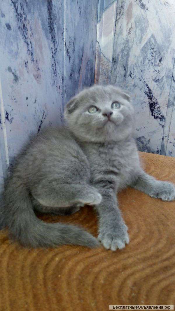 IЩотландские котята