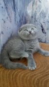 IЩотландские котята