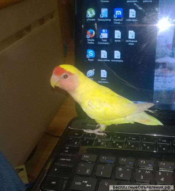 Попугая неразлучника