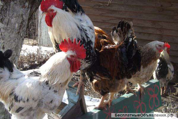 Петухов возраст 1 год