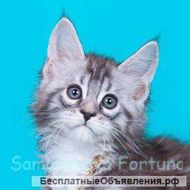 Мейн кун котики