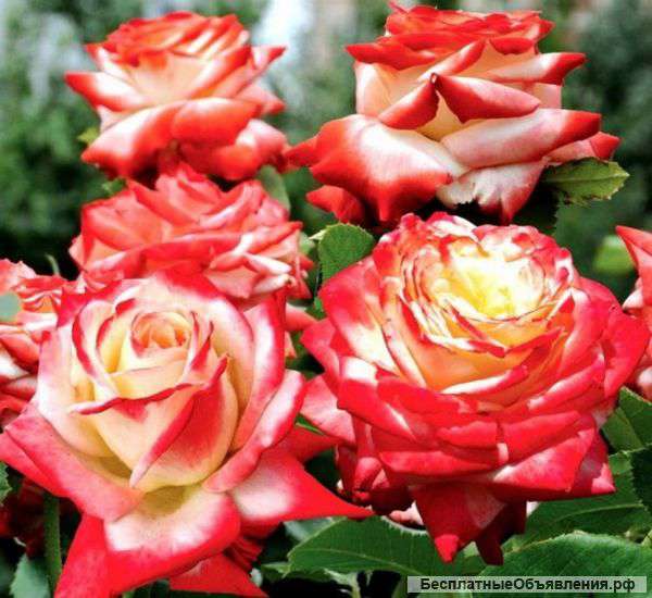 Саженцы роз, плоды маклюры