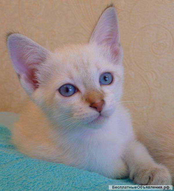 Котята тайские