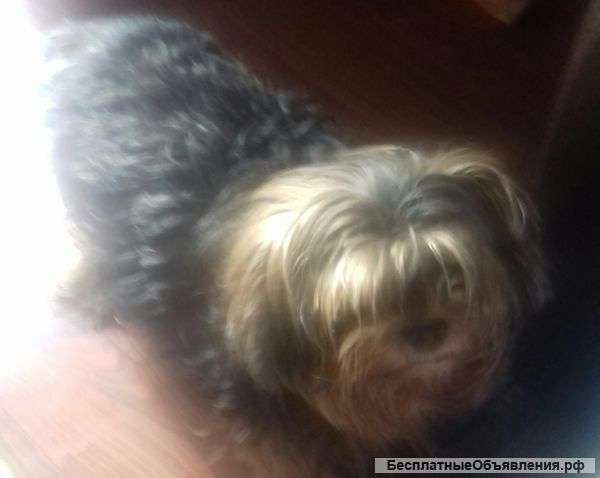 Отдам сабаку в хорошие руки