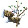Обрезка и обработка плодовых деревьев