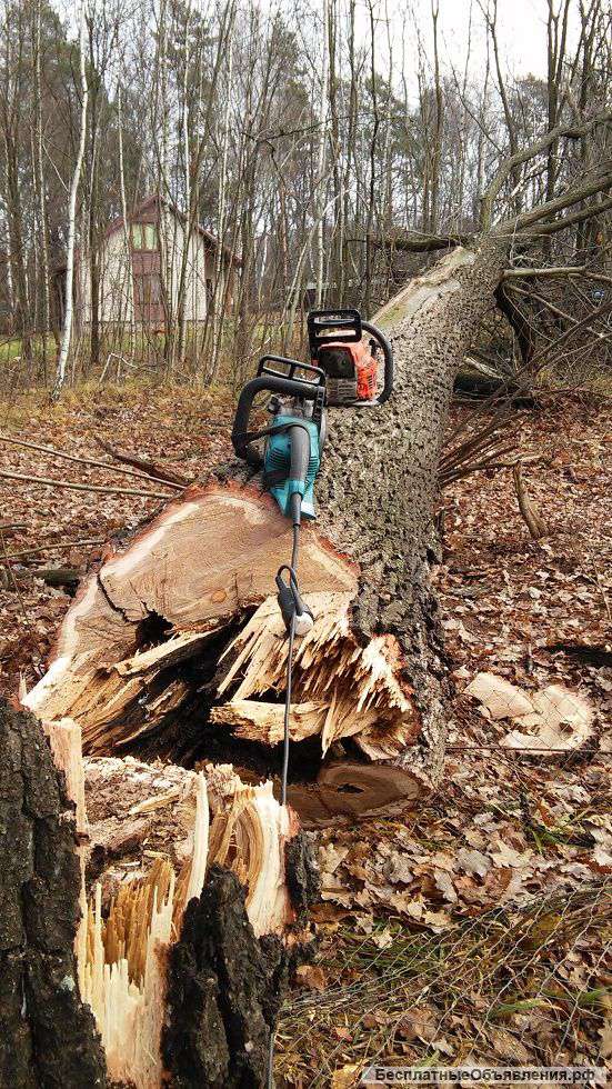 Очистка участка от деревьев