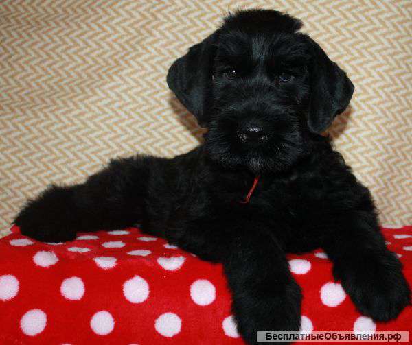 Щенки Ризеншнауцера