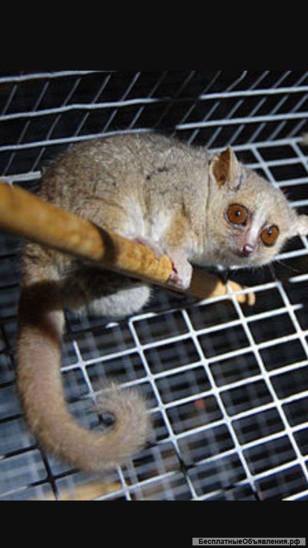 Лемур в добрые руки