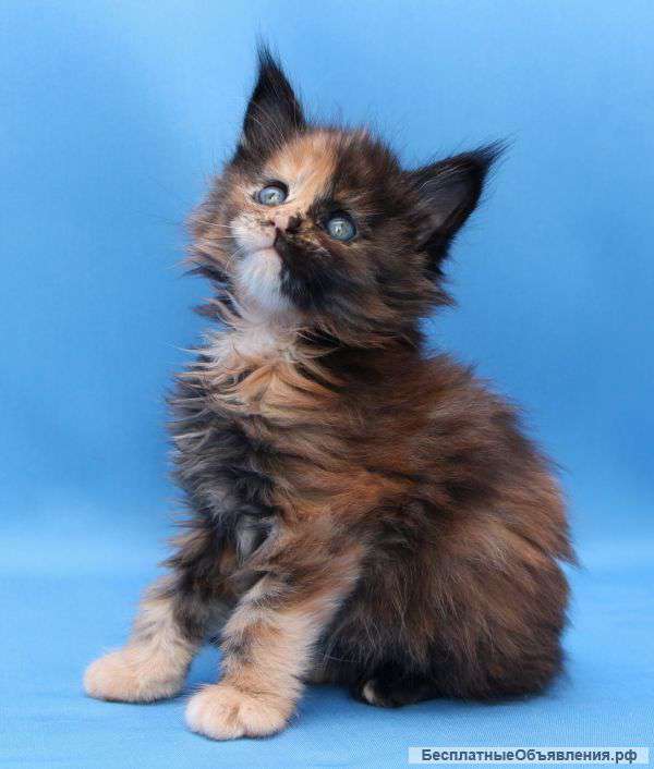 Котята мейн кун из питомника