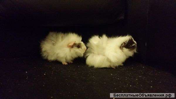 Белые пушистые морские свинки