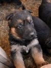 Щенки Немецкой Овчарки