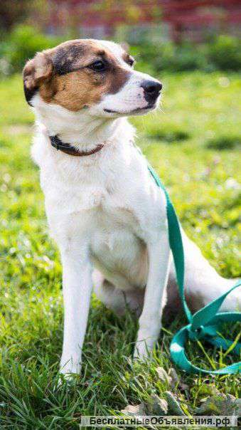 Настоящая леди